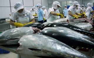 Vietnam Tuna Exports Rebound in April 2016
