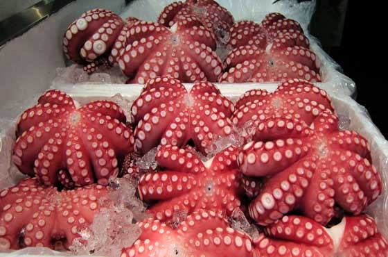Fresh Octopus WR